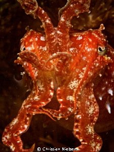 Friendly cuttlefish in Malapascua by Christian Nielsen 